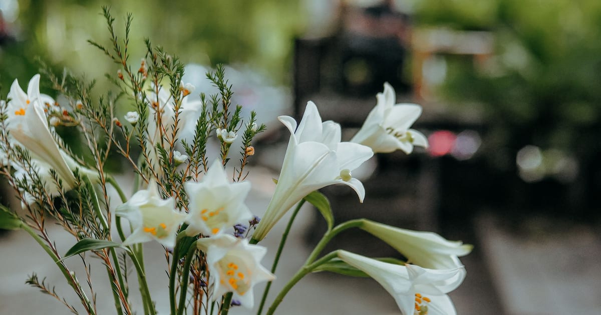 Close-up of white lilies in focus against a blurred outdoor background.