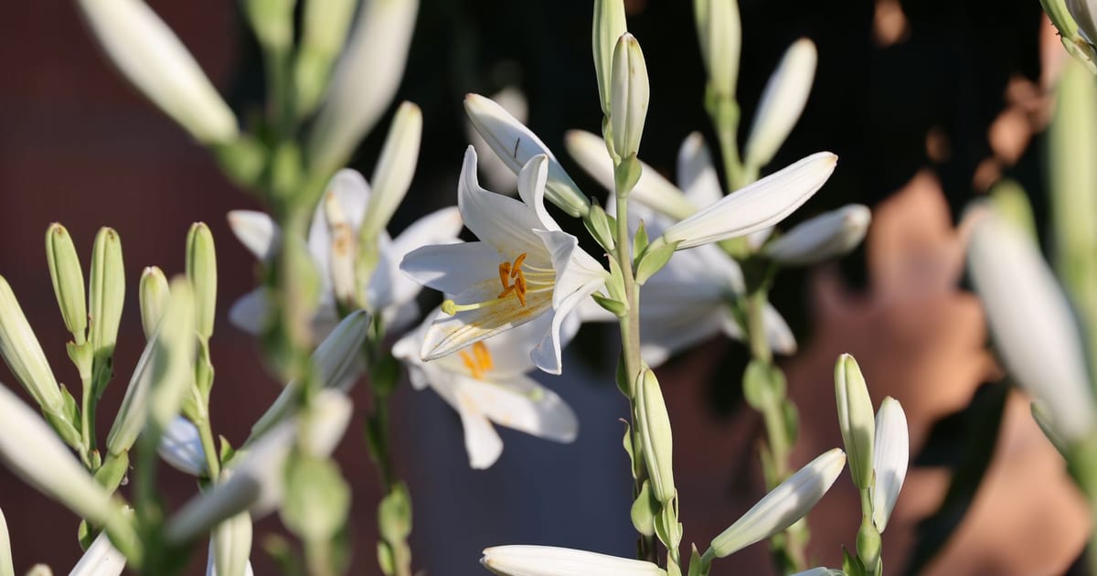 Beautiful white lilies captured in close-up, showcasing delicate petals and vibrant stamens, against a blurred background.
