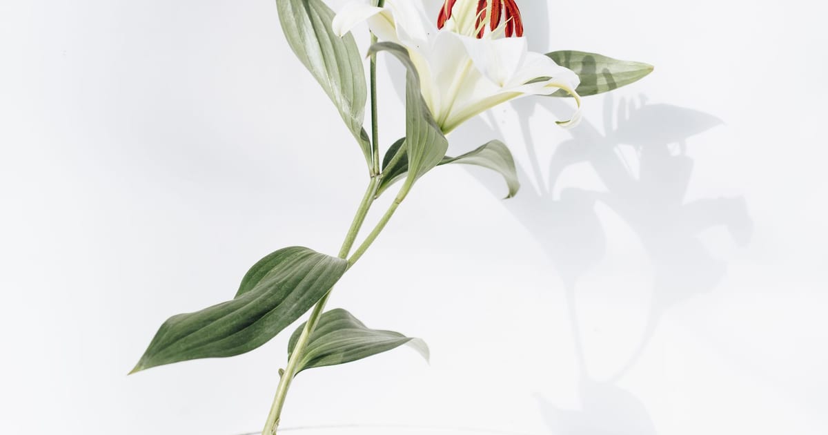 Close-up of a white lily with green leaves casting a shadow on a minimalist white background.