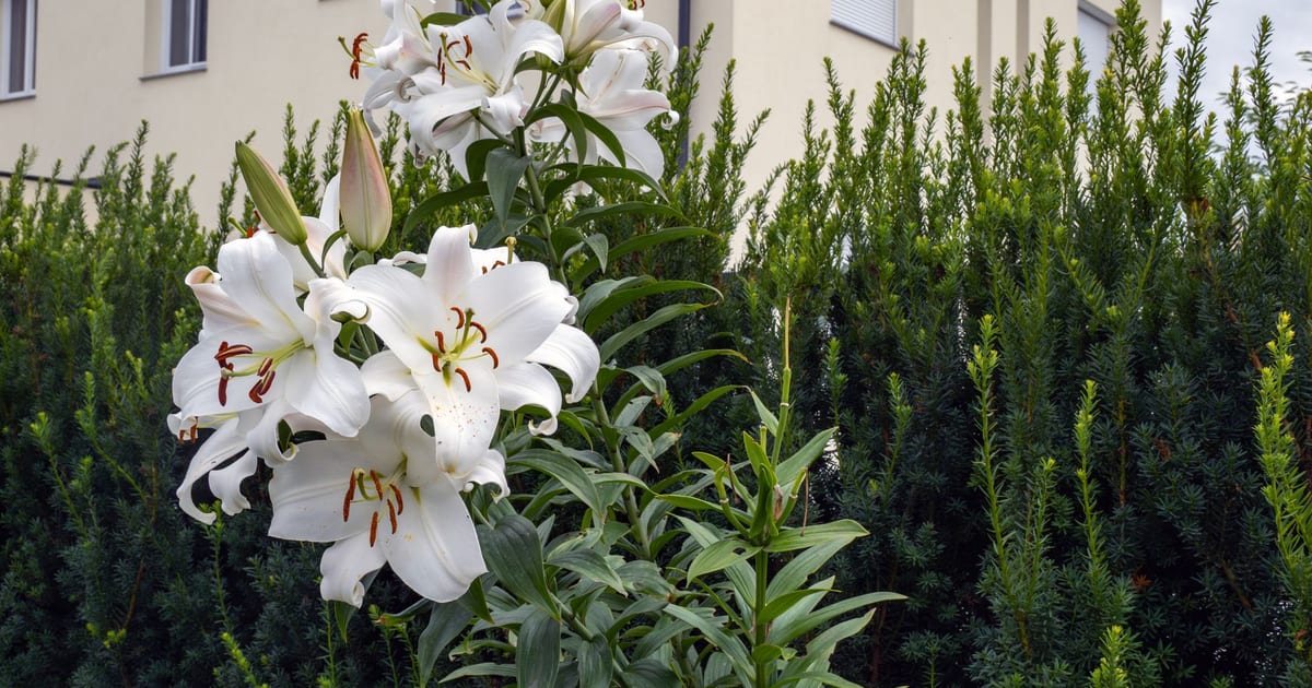 Elegant white lilies blooming against a lush green background near a building facade.