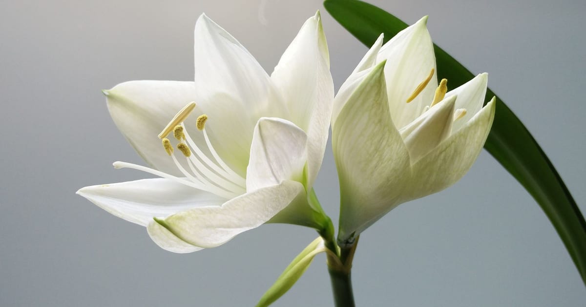 Close-up of blooming white lilies with soft lighting and a simple background.