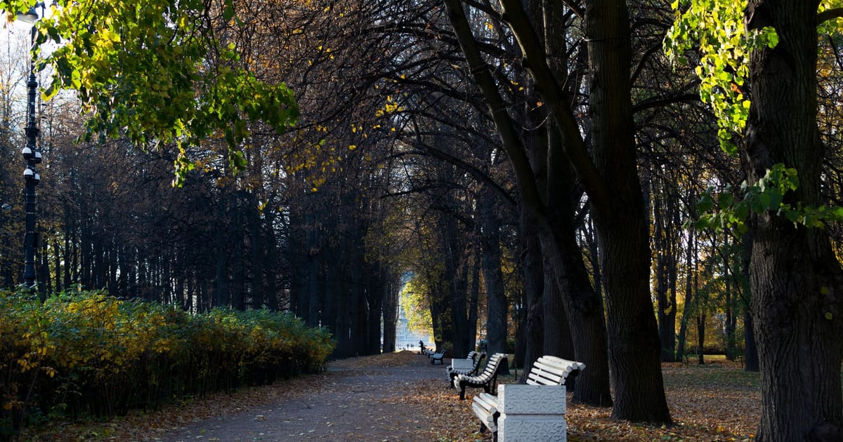 Peaceful autumn scene with benches along a tree-lined pathway in a sunlit park.