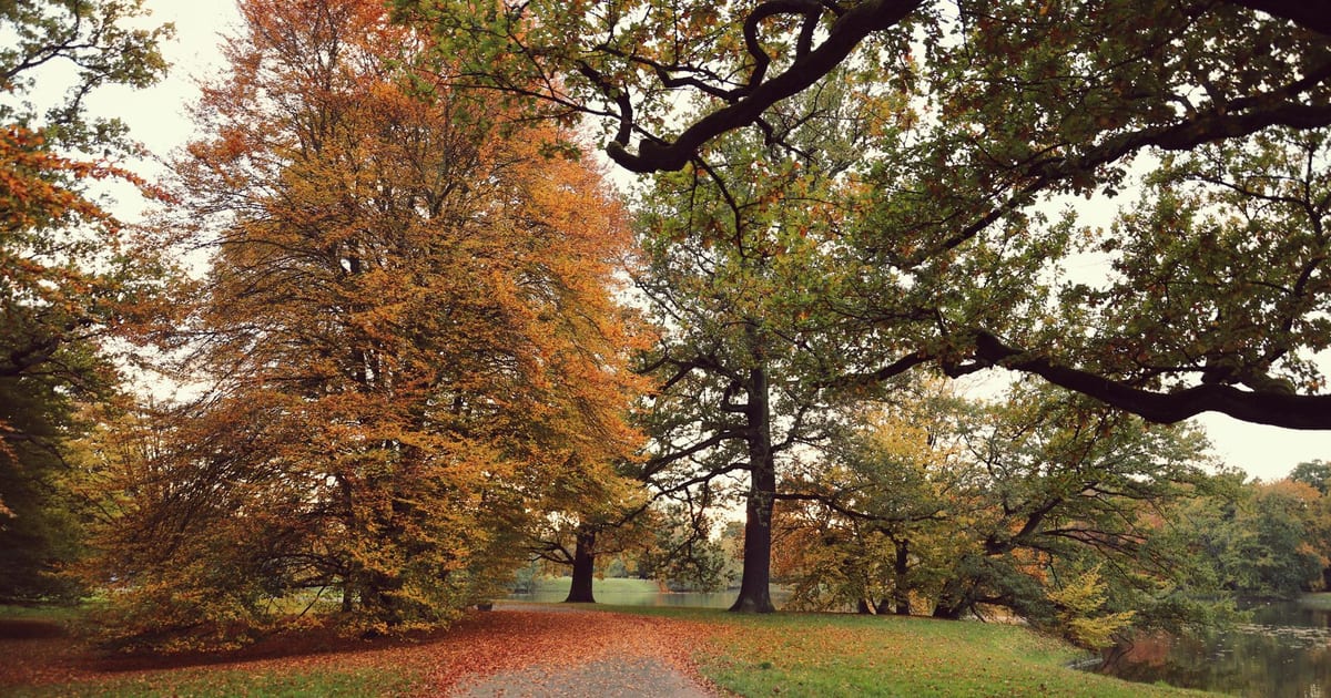 A tranquil path winding through colorful autumn trees, showcasing the beauty of fall.