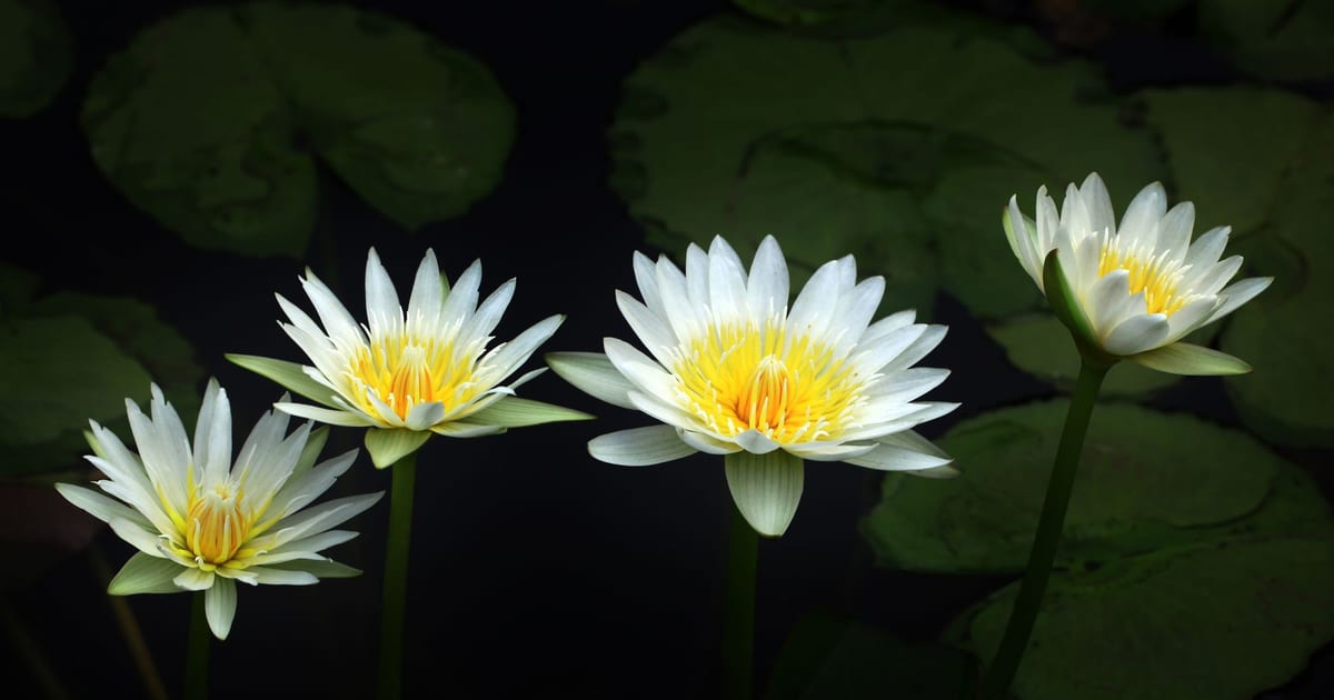 Close-up of white water lilies with yellow centers floating on a pond, surrounded by lily pads.