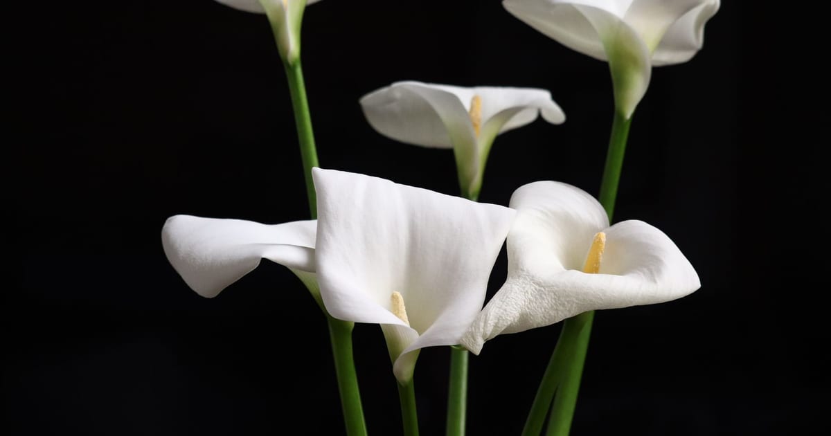 A striking image of white calla lilies prominently displayed against a dark background.